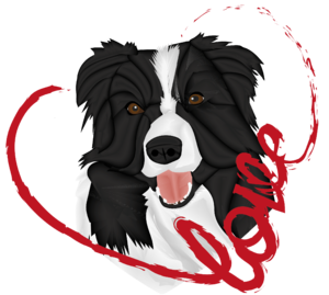 Border Collie love