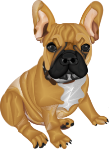 Francia bulldog 